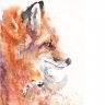 Fox_54